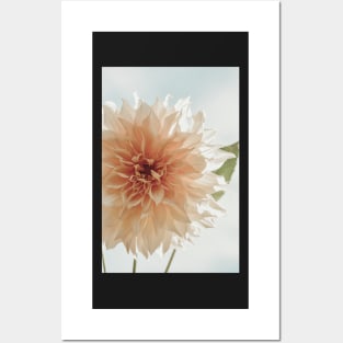 Oh, Hello x Modern botanical dahlia flower photograph Posters and Art